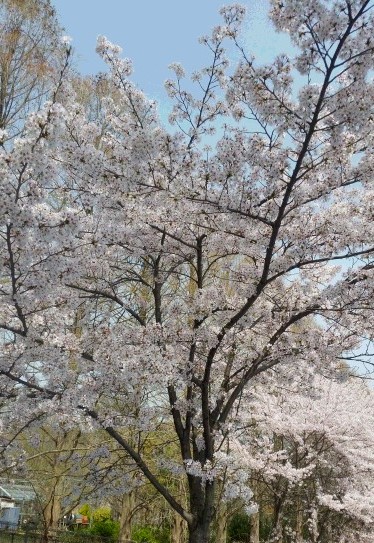 桜