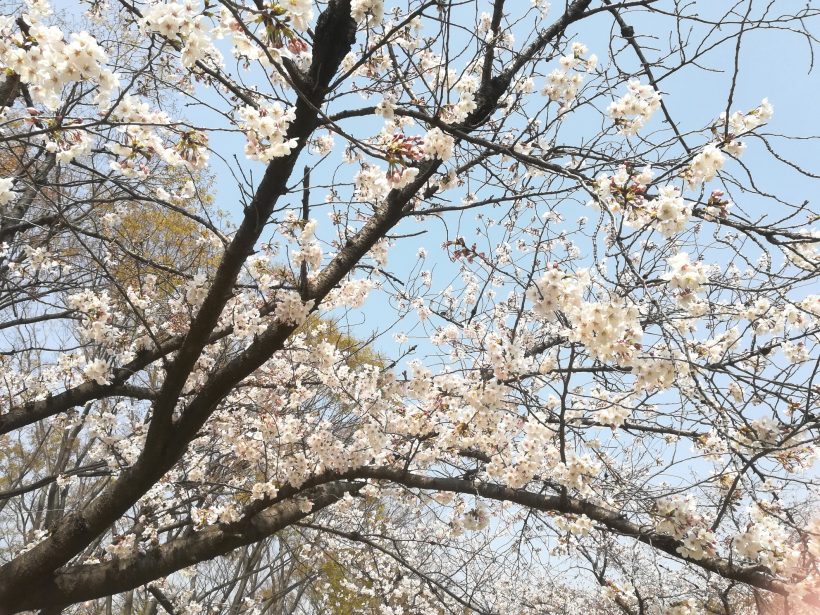 花より団子🍡