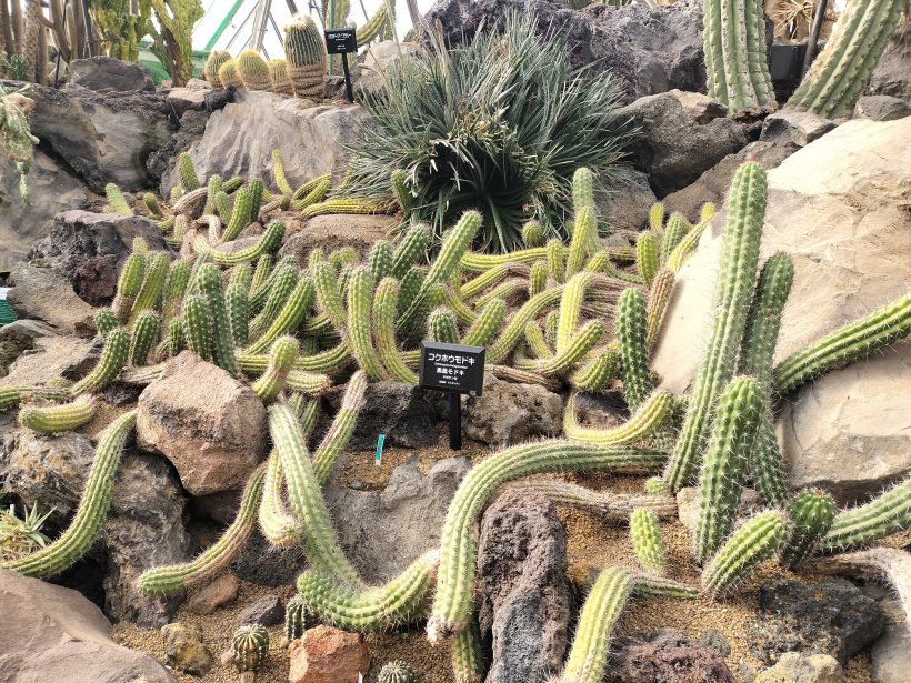 シャボテン動物公園🌵