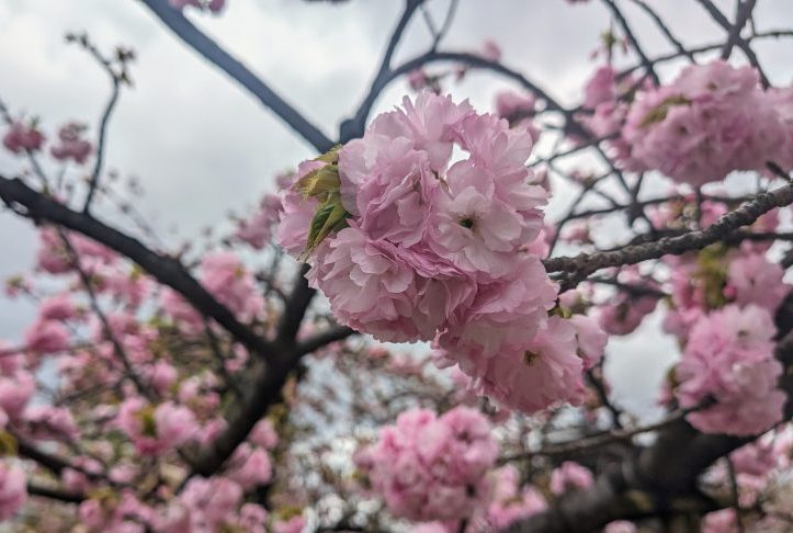 造幣局🌸桜の通り抜け