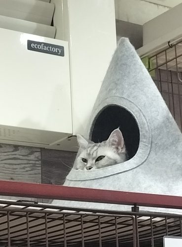 出会いを求めて️🐱🌸