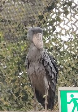 神戸どうぶつ王国